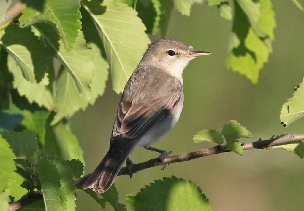 Eastern Olivaceous Warbler