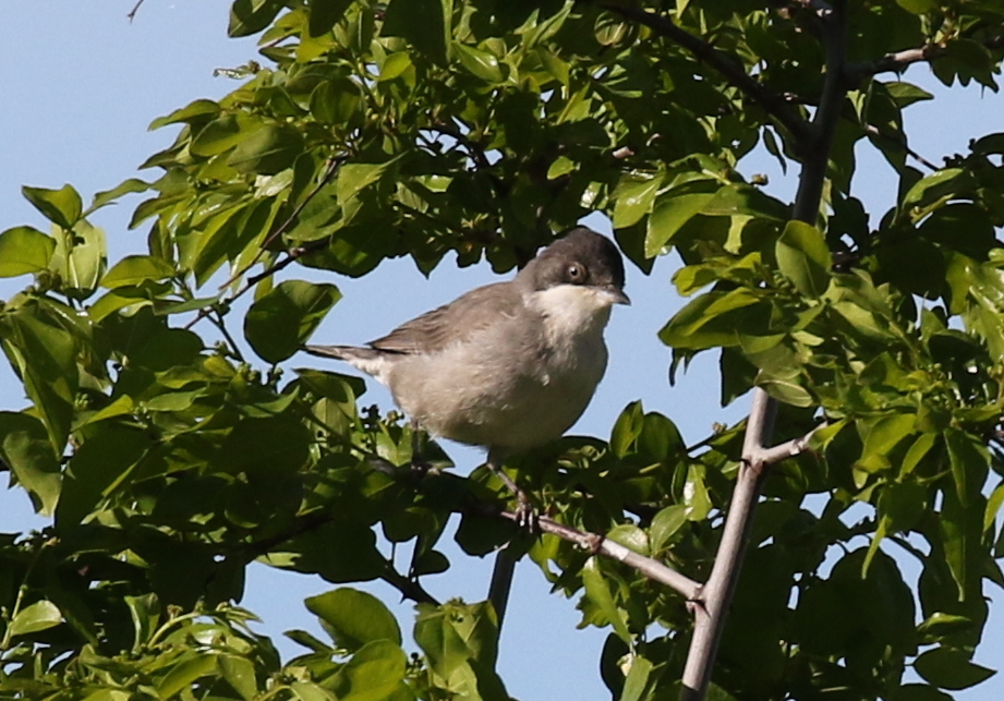 Eastern Orphean Warbler