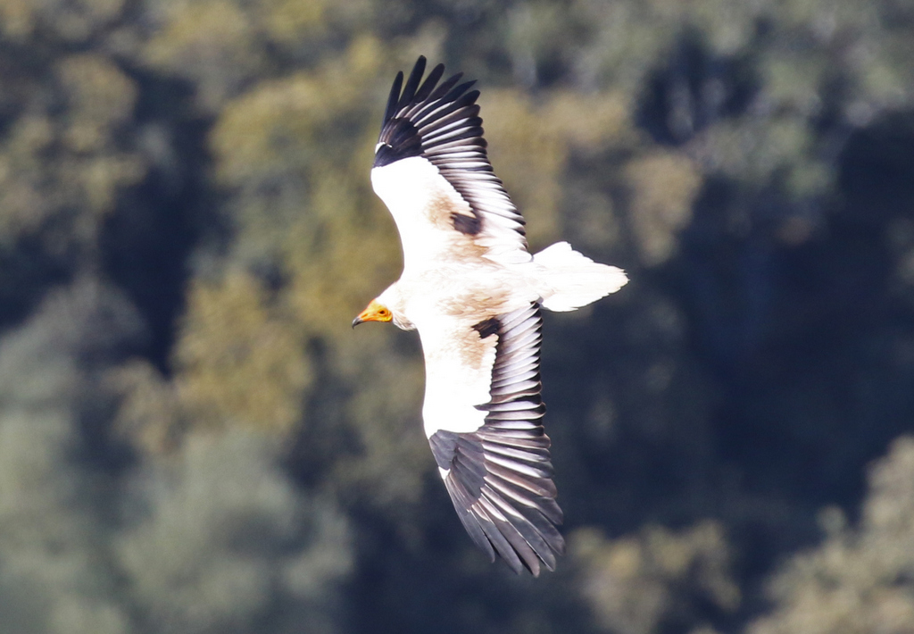 Egpytian Vulture