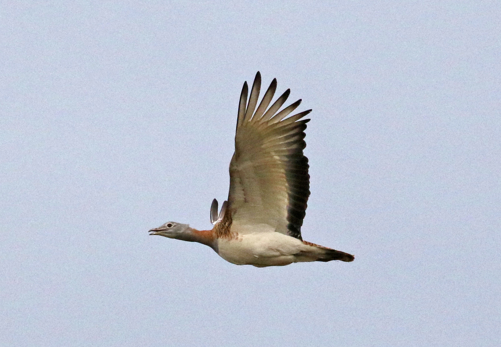 Great Bustard 1