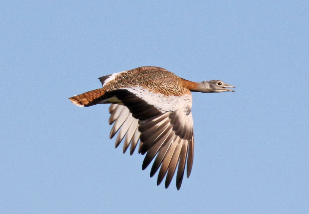 Great Bustard 2