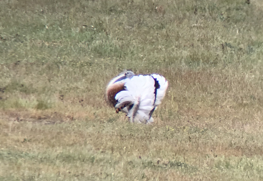 Great Bustard 3