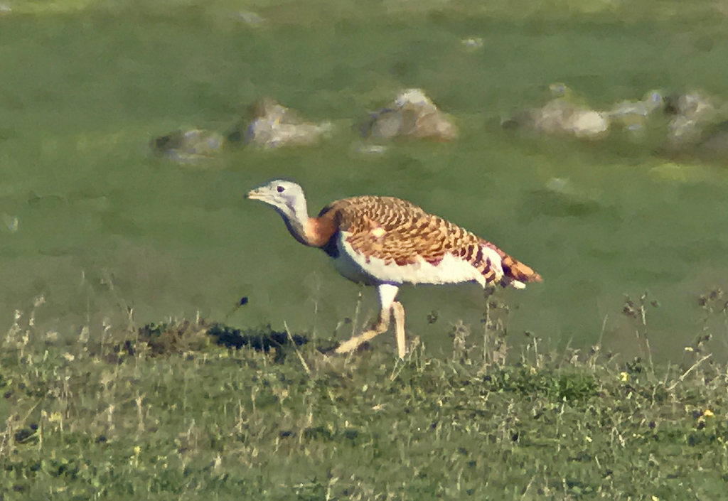 Great Bustard