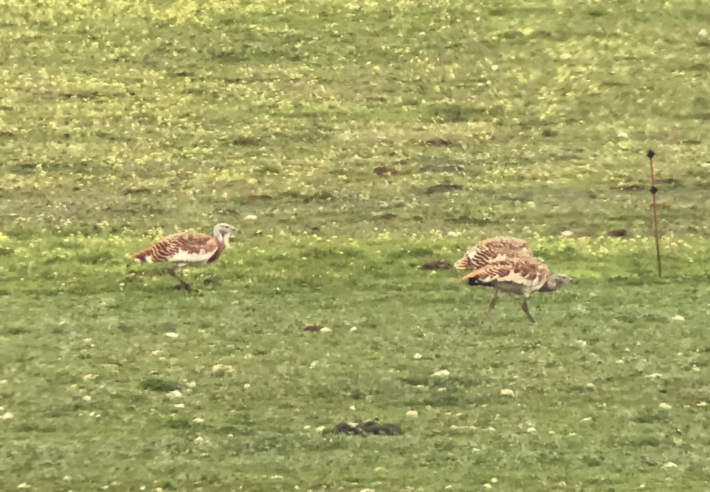 Great Bustards