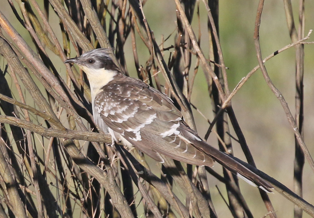 Great Spotted Cuckoo