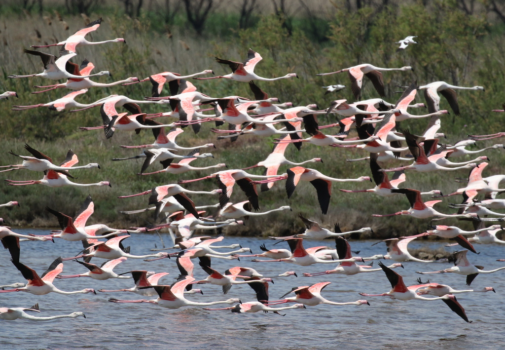 Greater Flamingoes 2