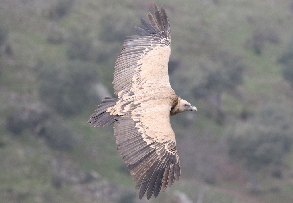 Griffon Vulture 2