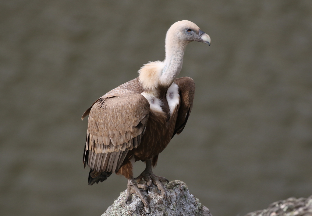 Griffon Vulture 3