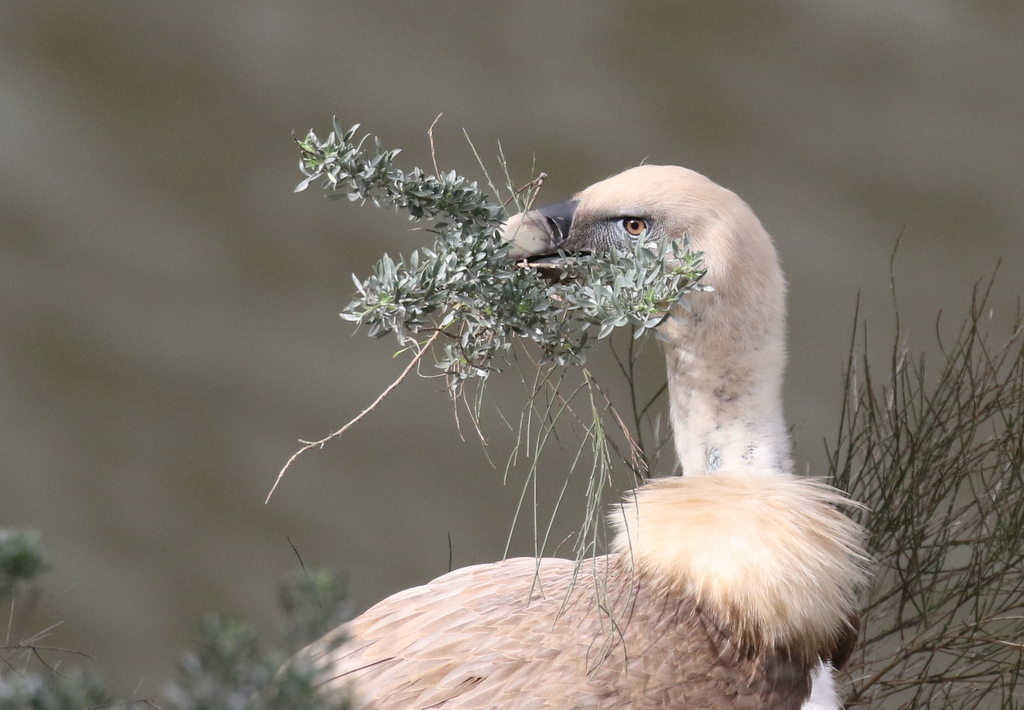 Griffon Vulture 4