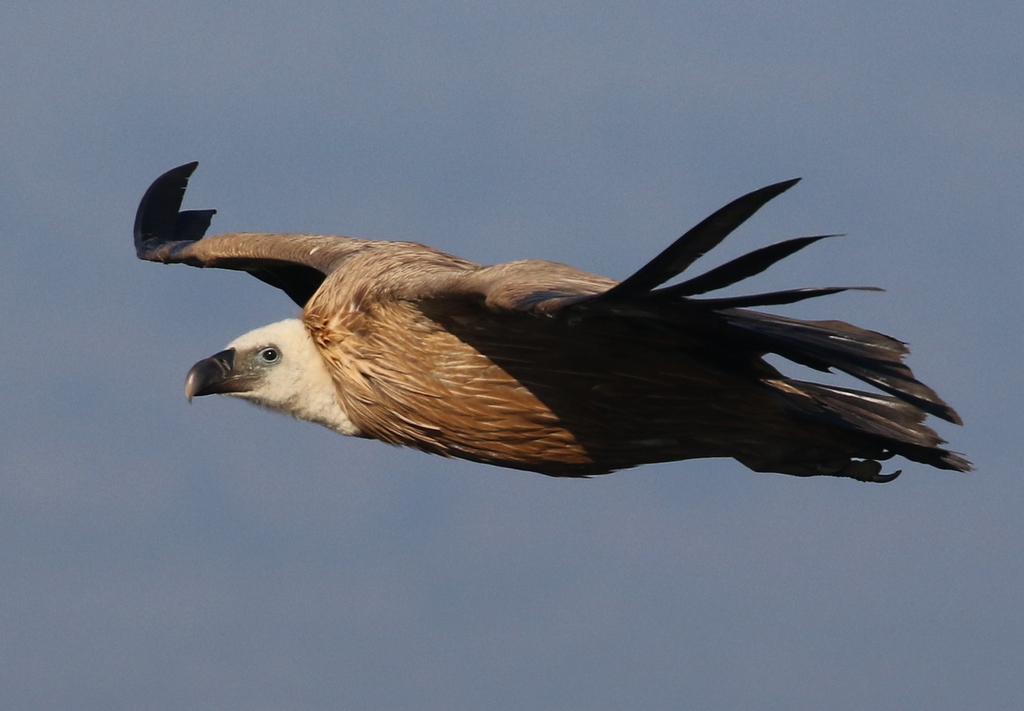 Griffon Vulture 6