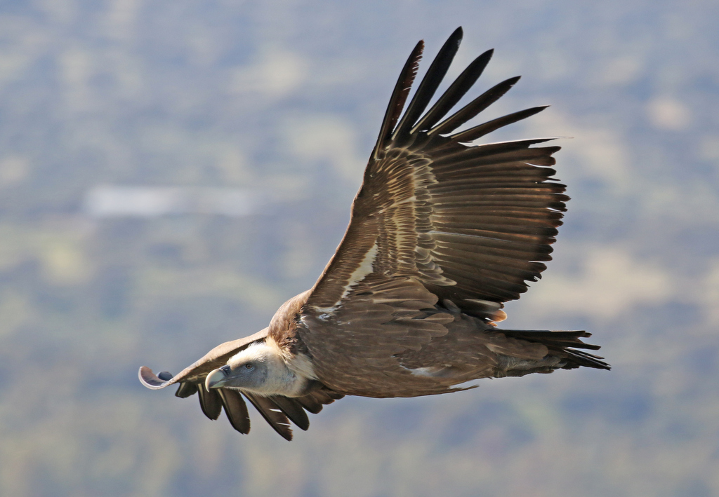 Griffon Vulture