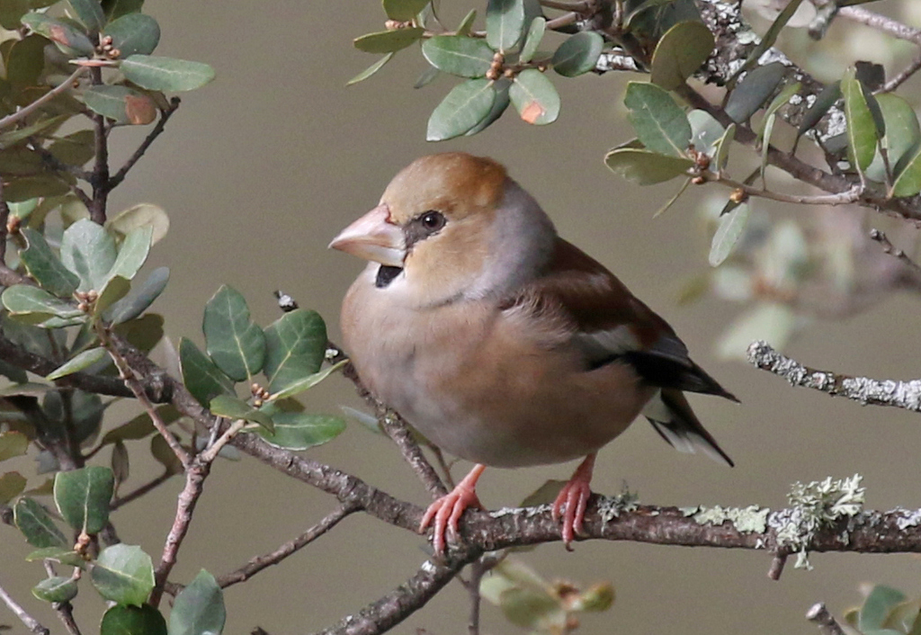 Hawfinch