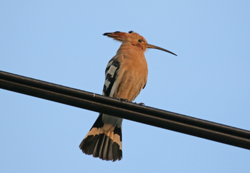 Hoopoe