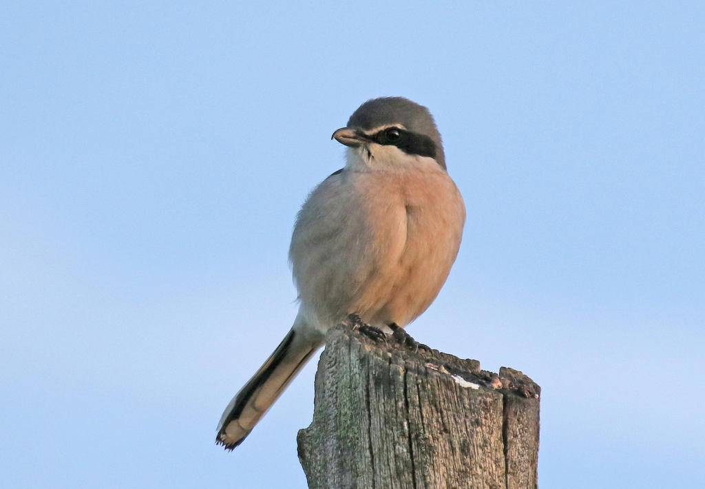 Iberian Grey Shrike