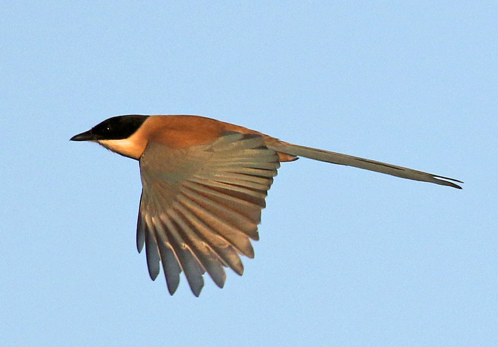 Iberian Magpie