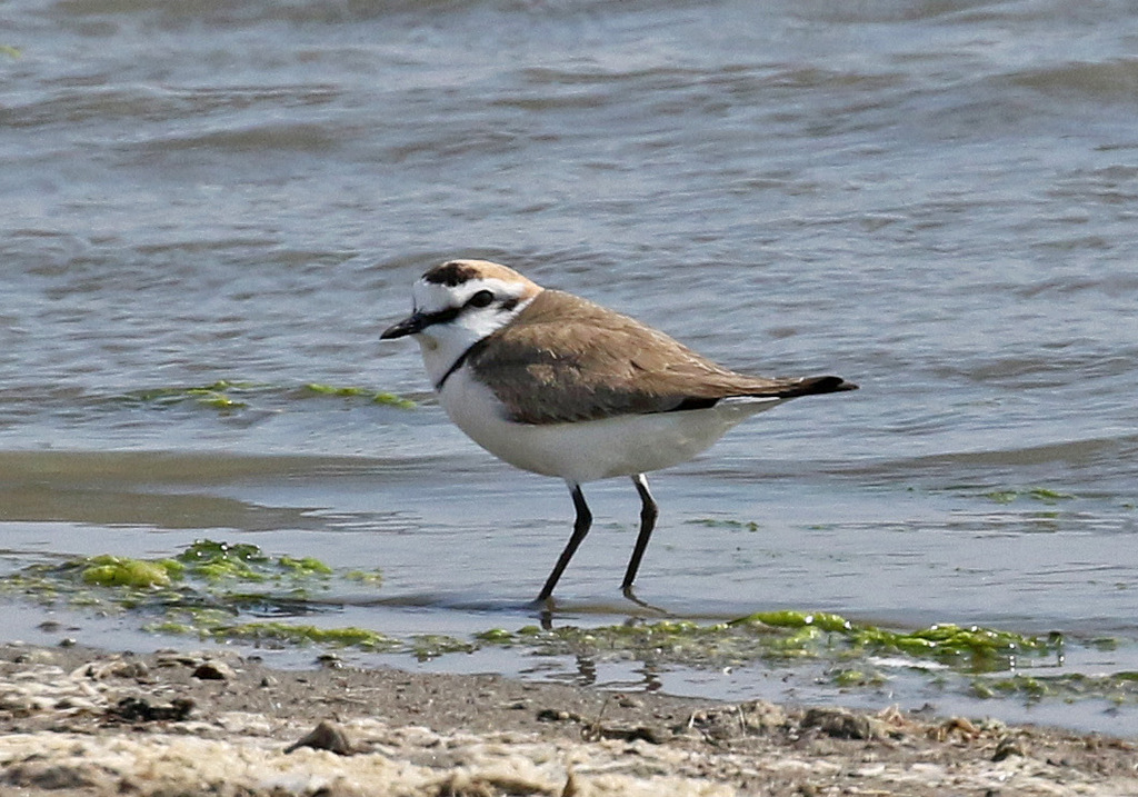 Kentish Plover