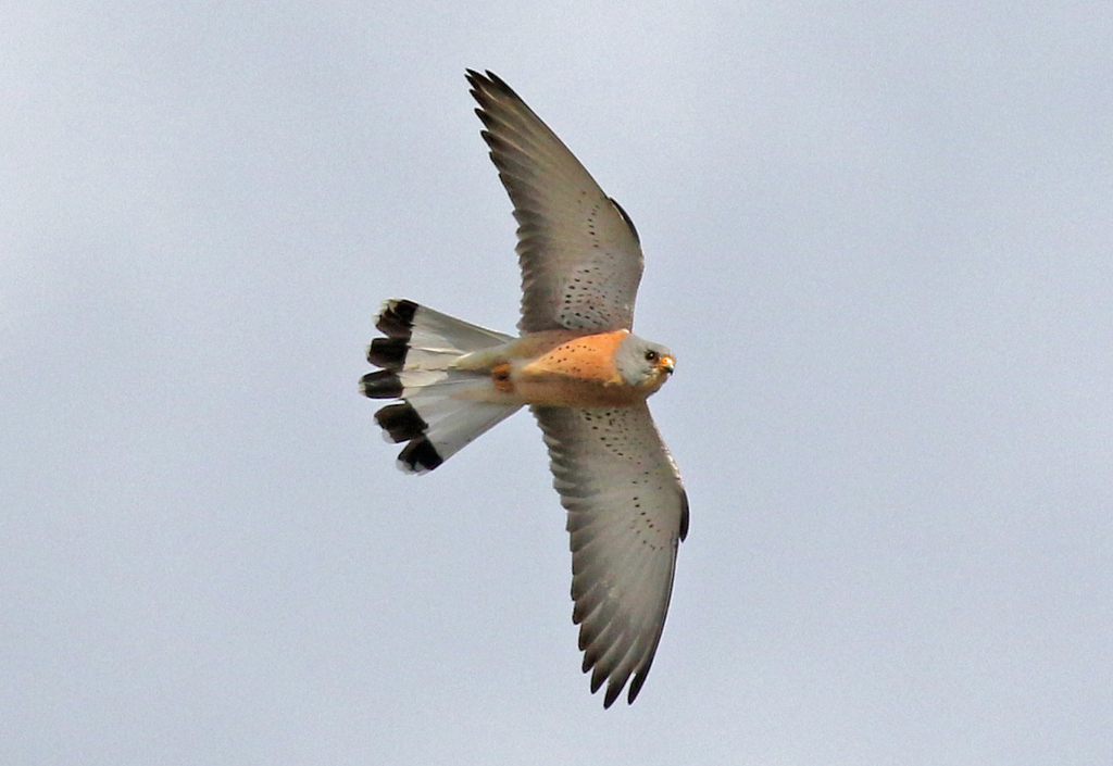 Lesser Kestrel