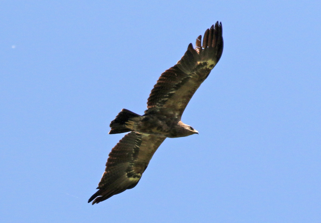 Lesser Spotted Eagle