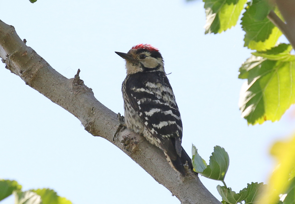 Lesser Spotted Woodpecker