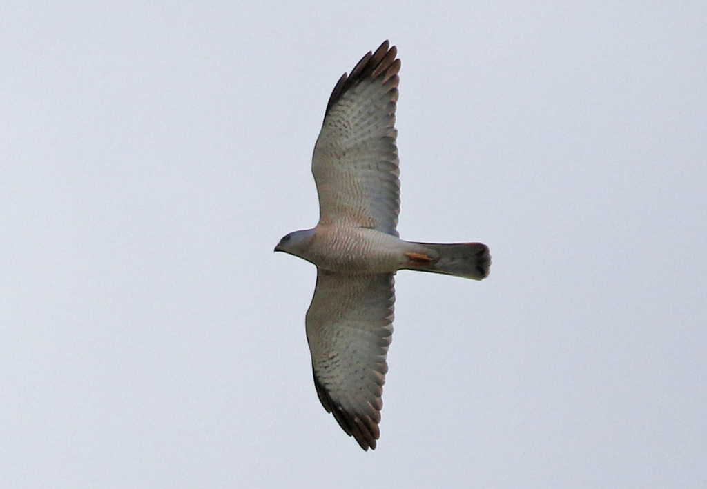 Levant Sparrowhawk 2