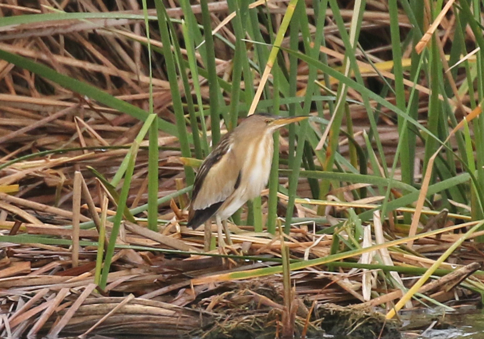 Little Bittern