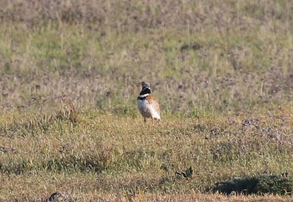 Little Bustard