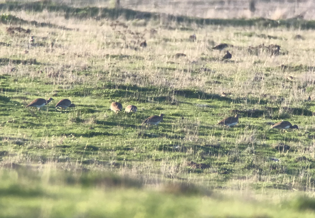 Little Bustards