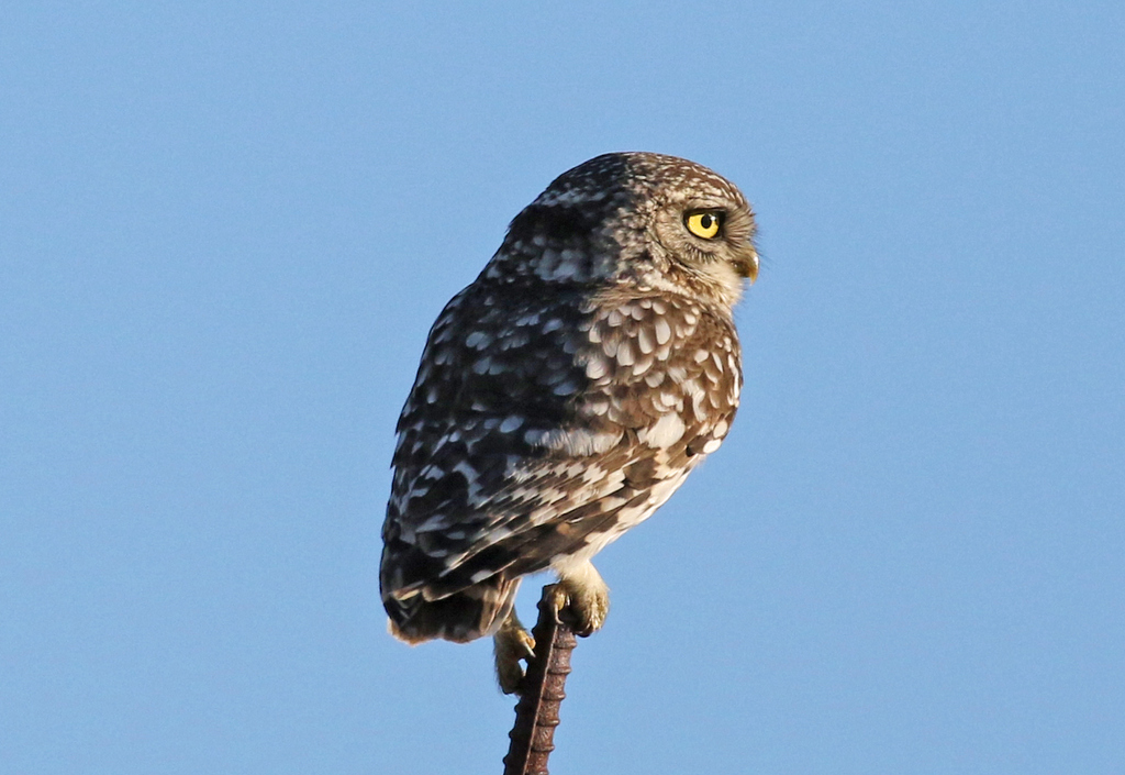 Little Owl