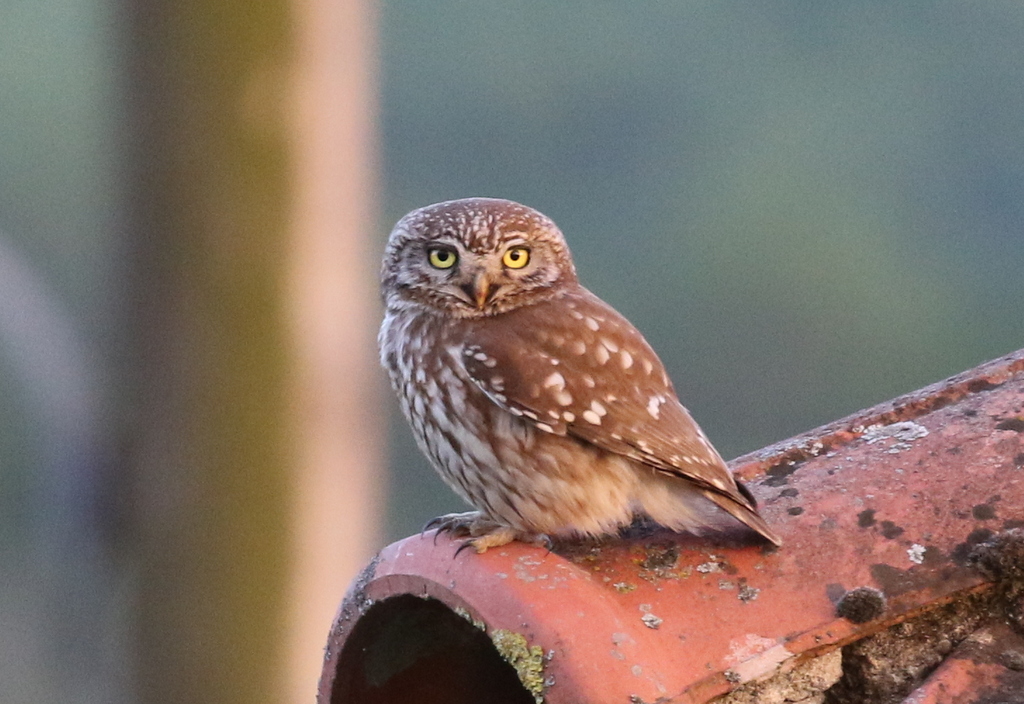 Little Owl