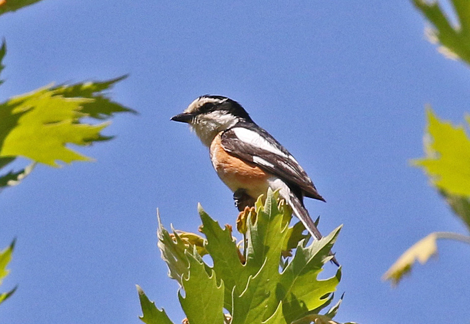 Masked Shrike