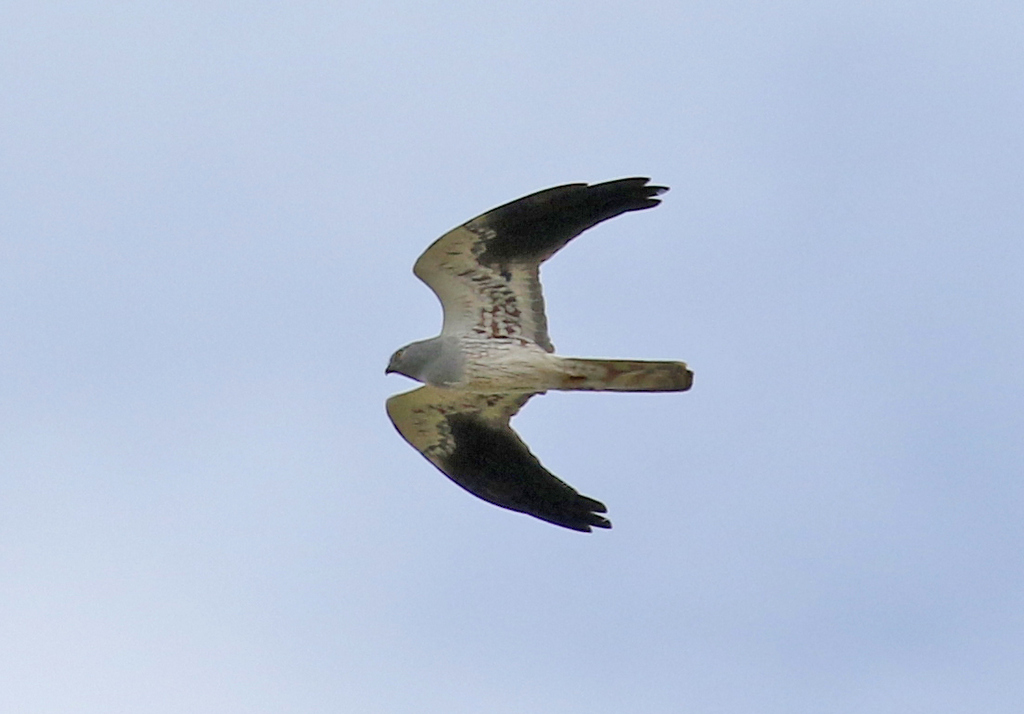 Montagu's Harrier 1