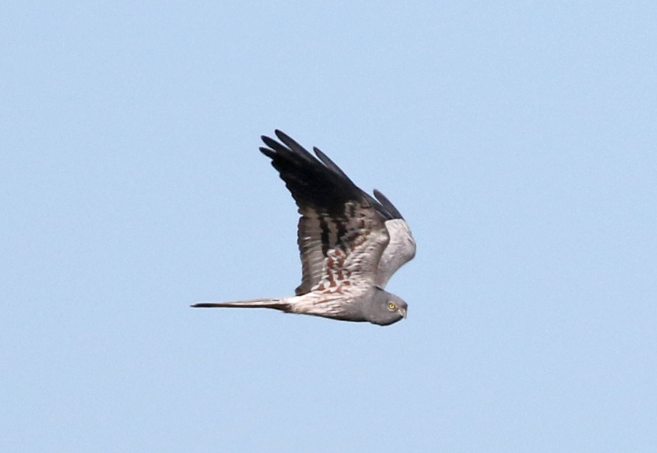 Montagu's Harrier 2