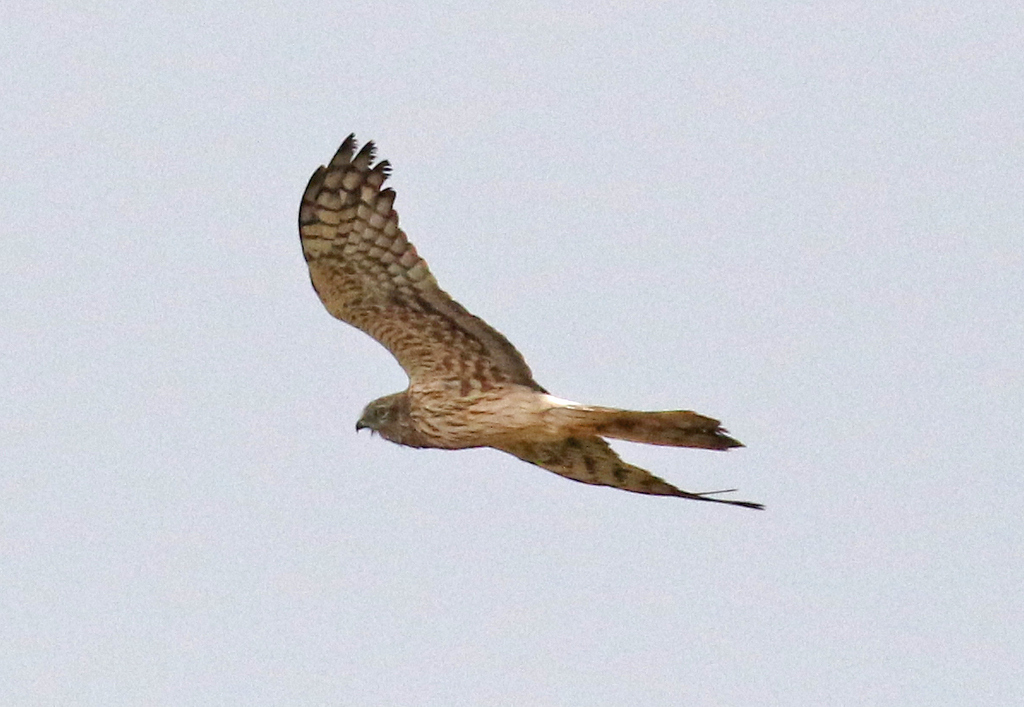 Montagu's Harrier 3