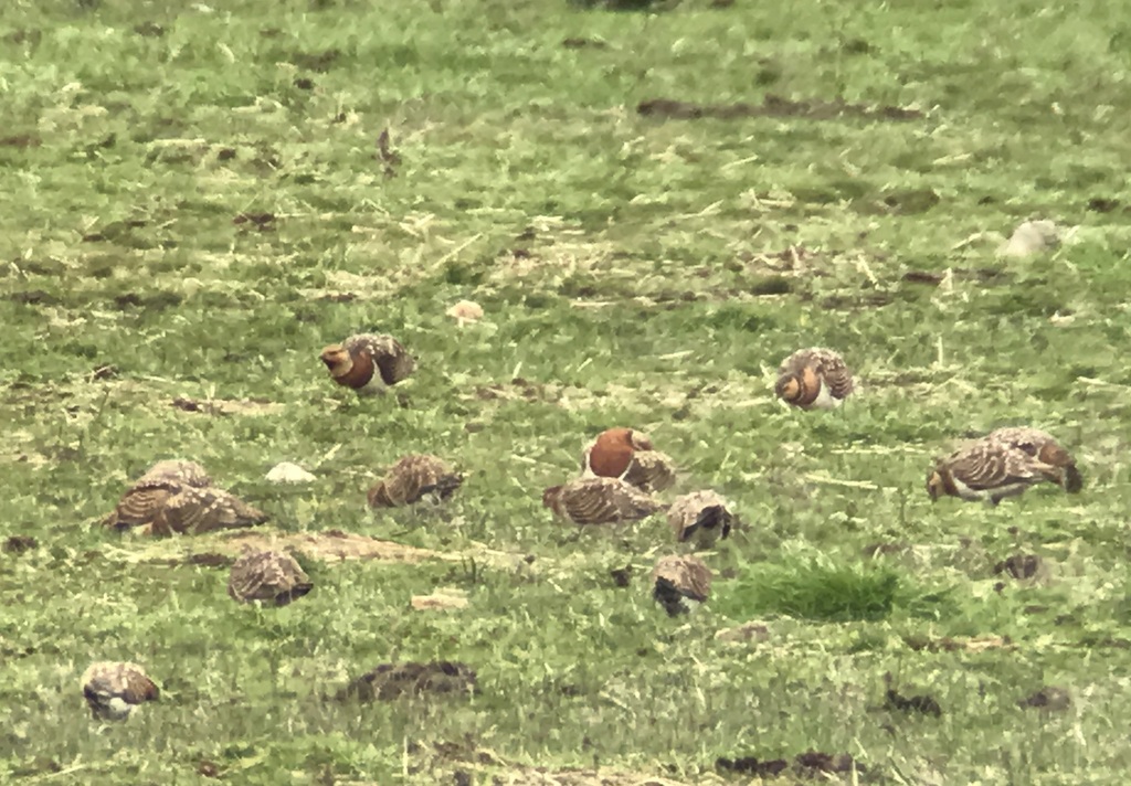 Pin-tailed Sandgrouse