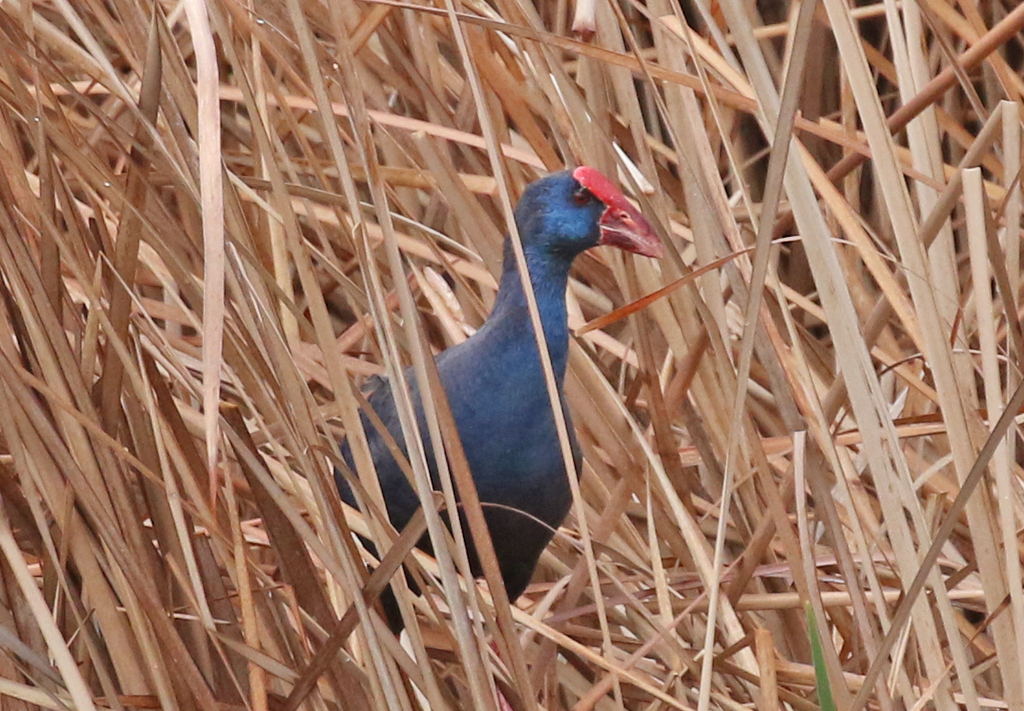 Purple Swamphen