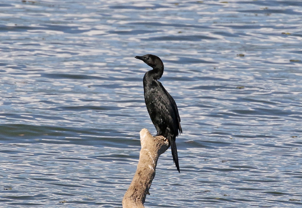 Pygmy Cormorant 1