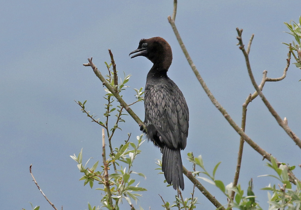 Pygmy Cormorant 2