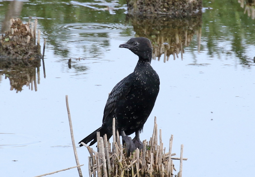 Pygmy Cormorant 3