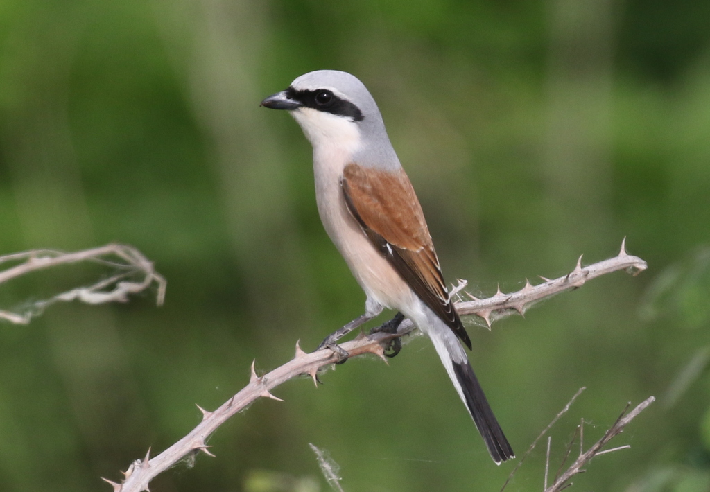 Red-backed Shrike