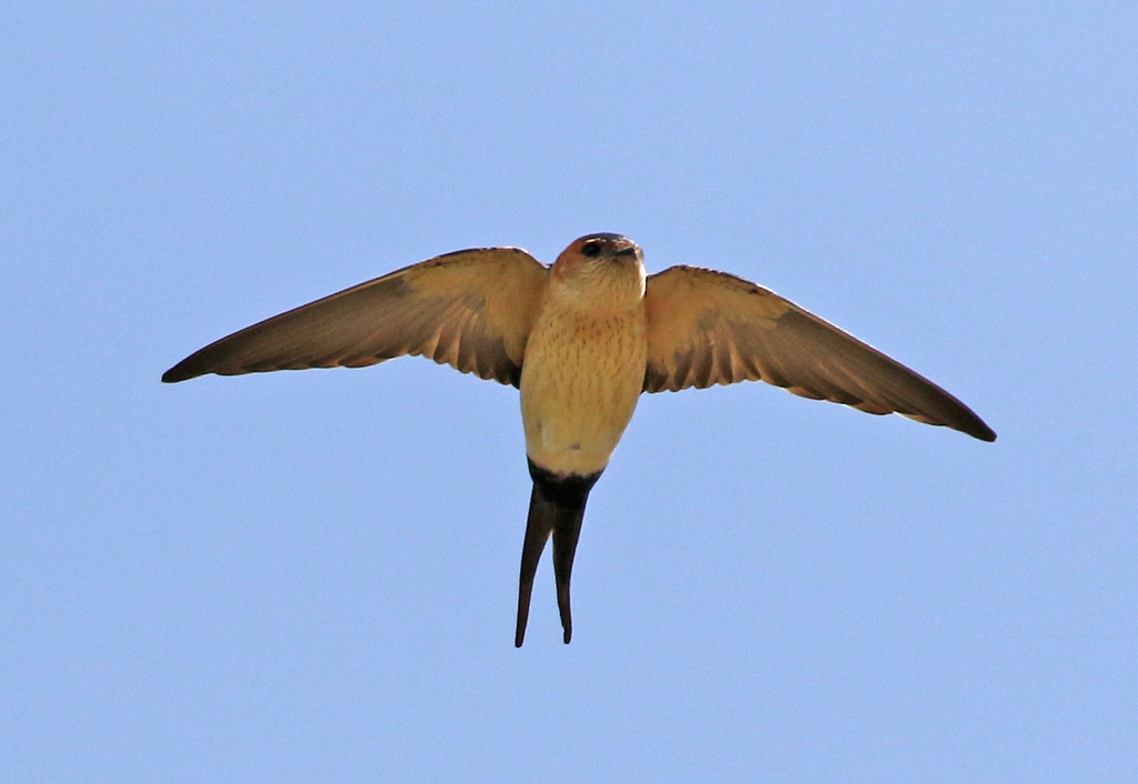 Red-rumped Swallow 2