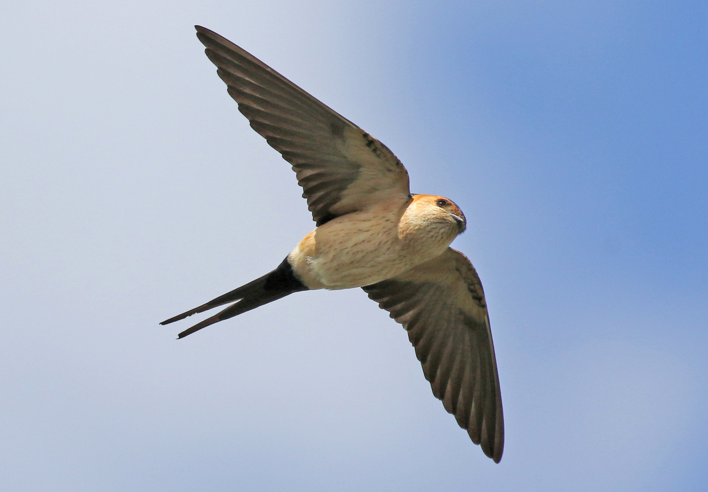 Red-rumped Swallow