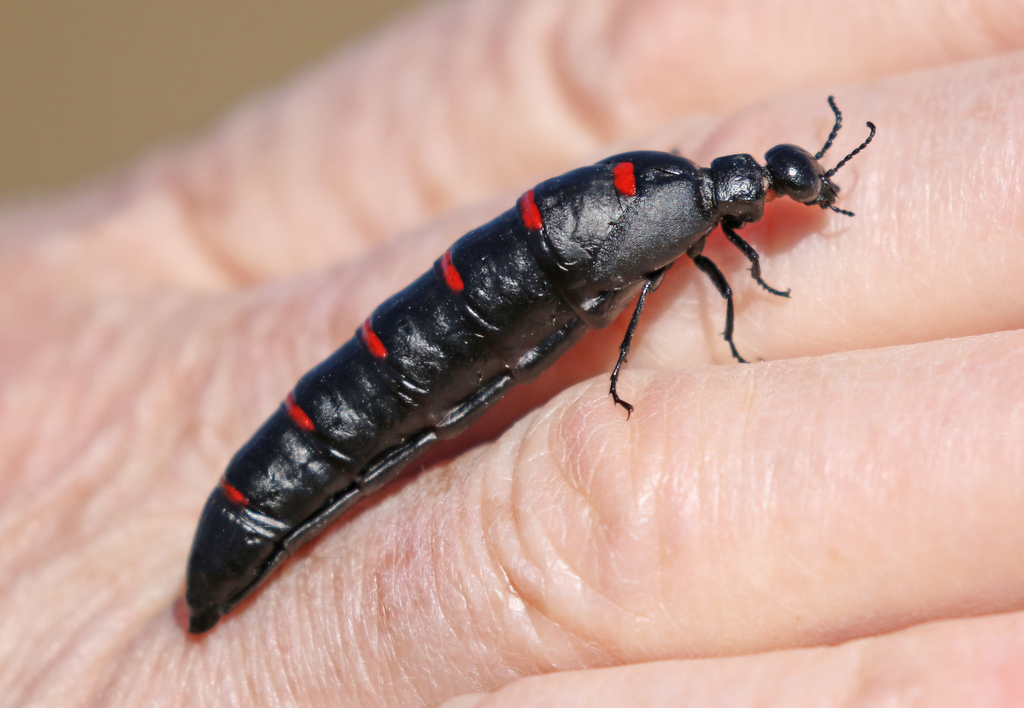 Red-striped Oil Beetle