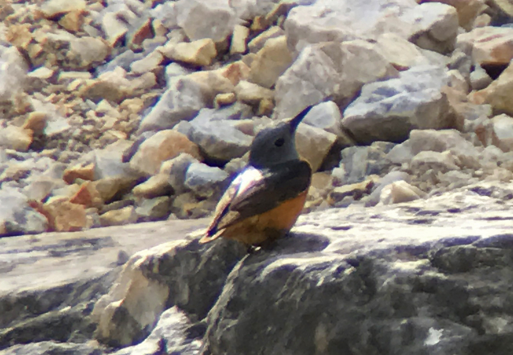 Rock Thrush