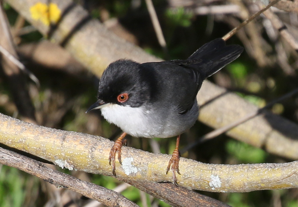 Sardinian Warbler