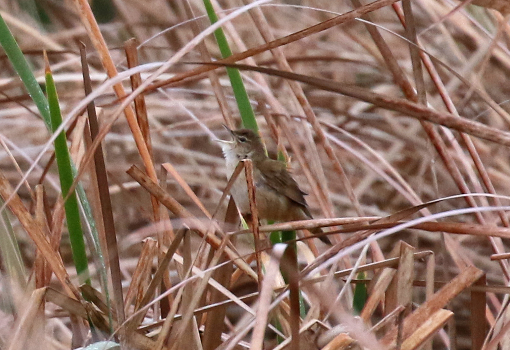 Savi's Warbler