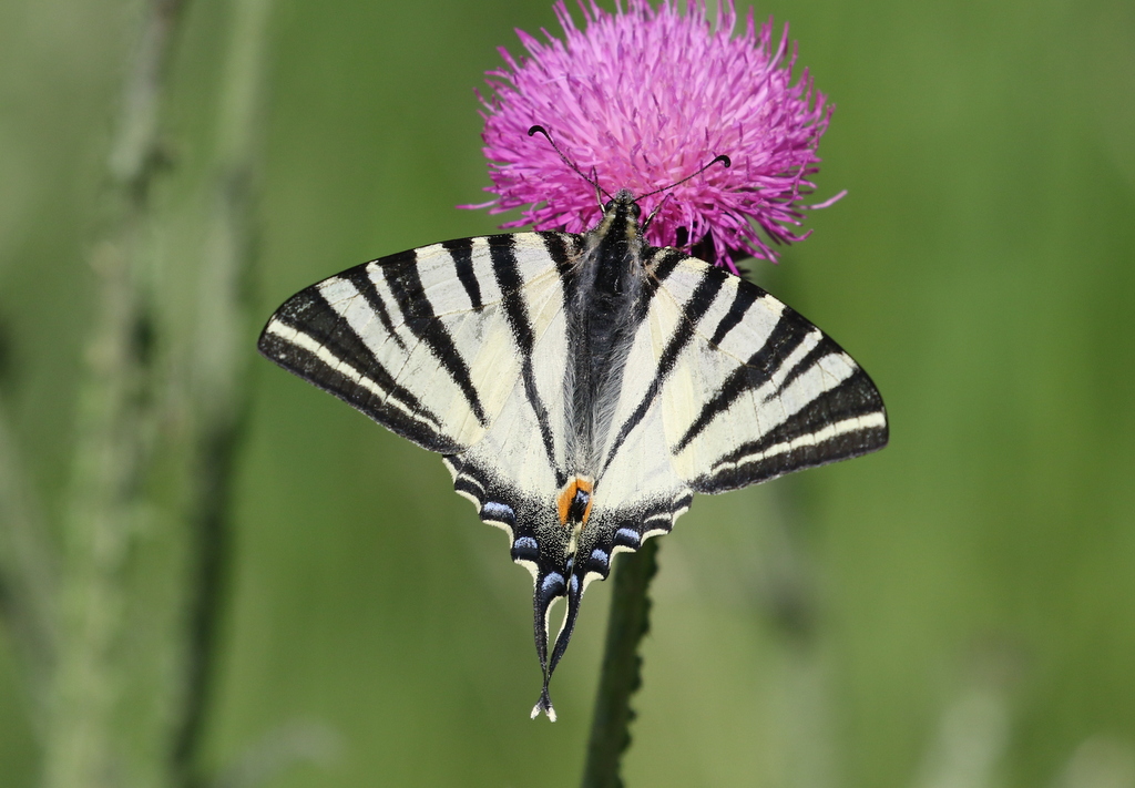 Scarce Swallowtail