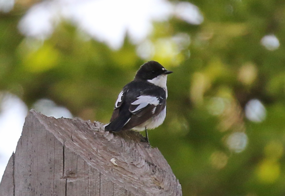 Semi-collared Flycatcher