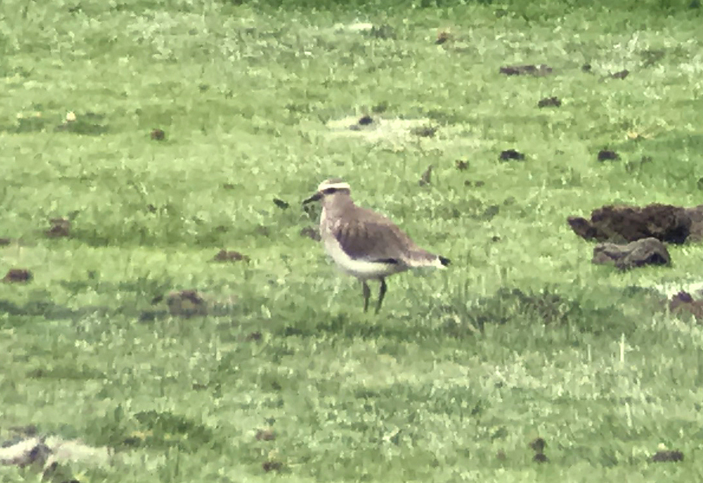 Sociable Lapwing