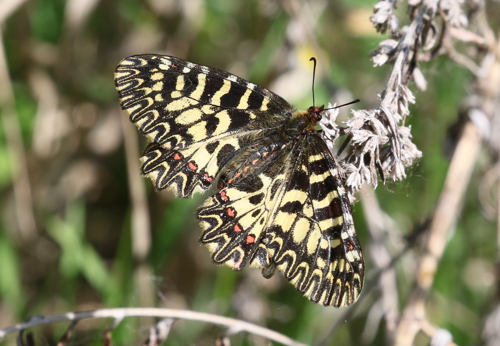 Southern Festoon