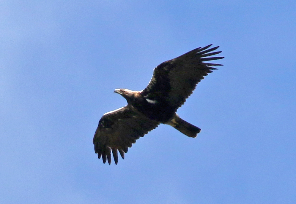 Spanish Imperial Eagle